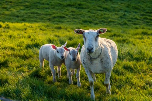 Free A serene scene of a sheep and two lambs grazing on a sunlit grassy field. Stock Photo