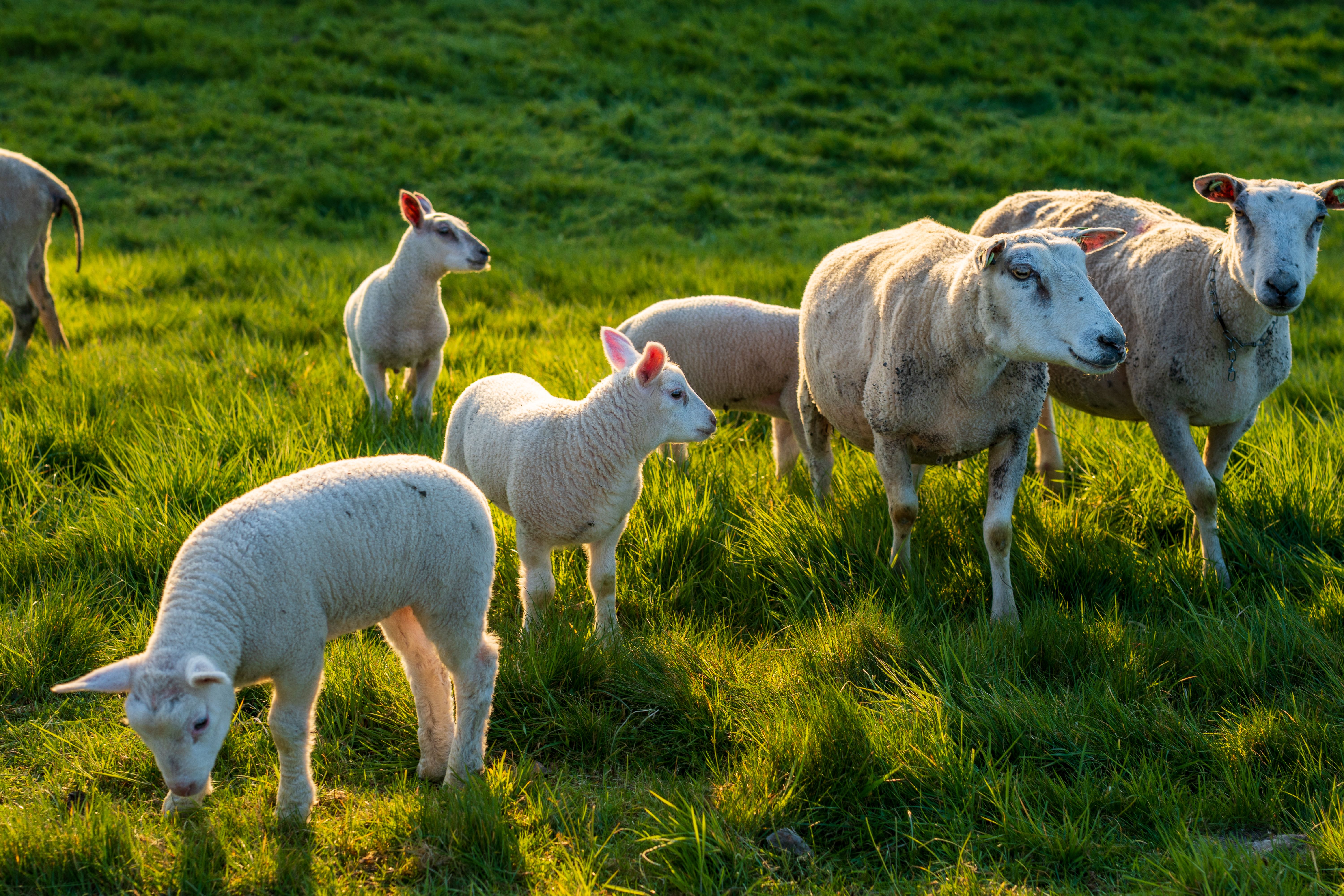 Flock of sheep grazing in sunlit meadow · Free Stock Photo
