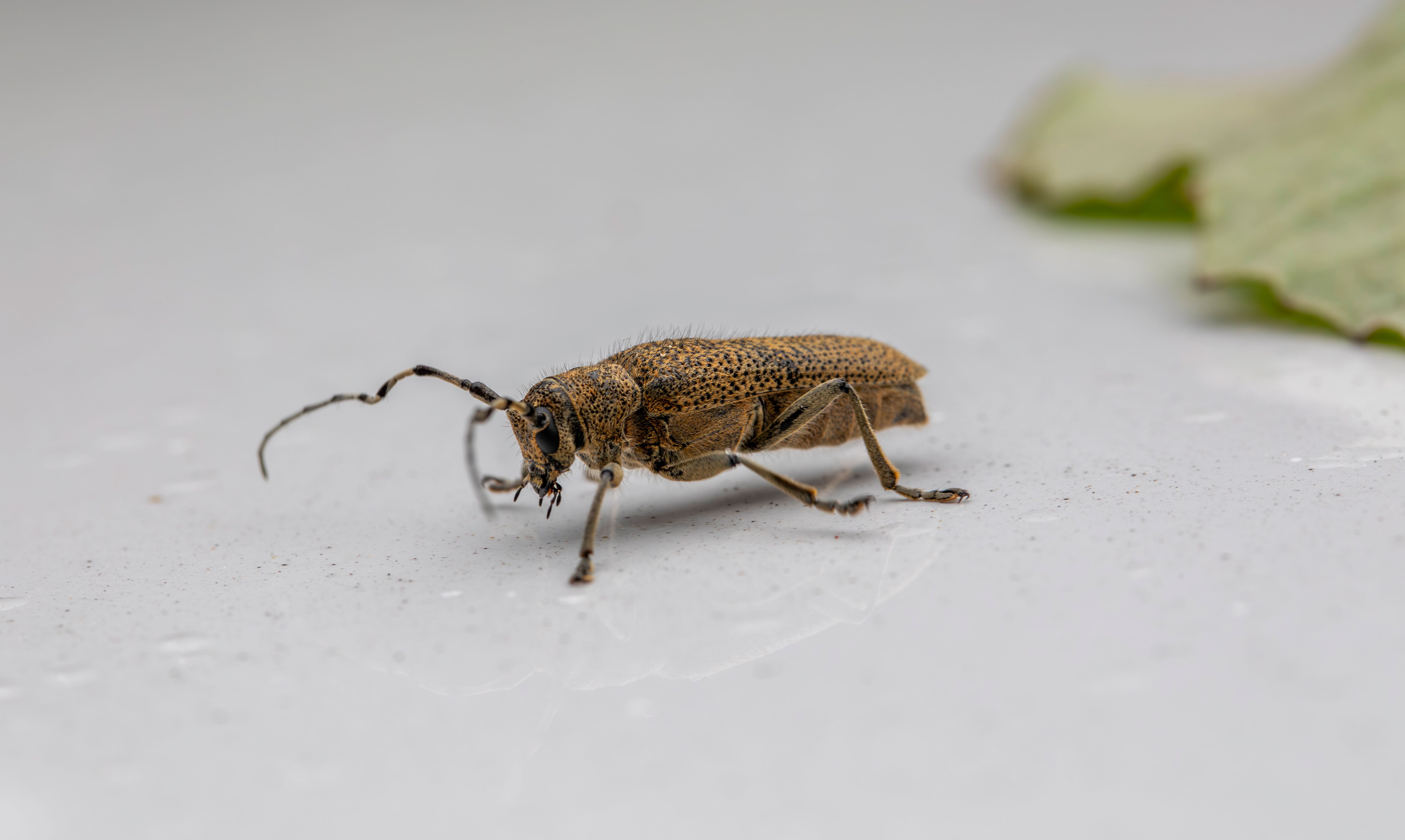pexels-photo-31500995 Termites dans la maison : reconnaître, agir et protéger durablement votre logement