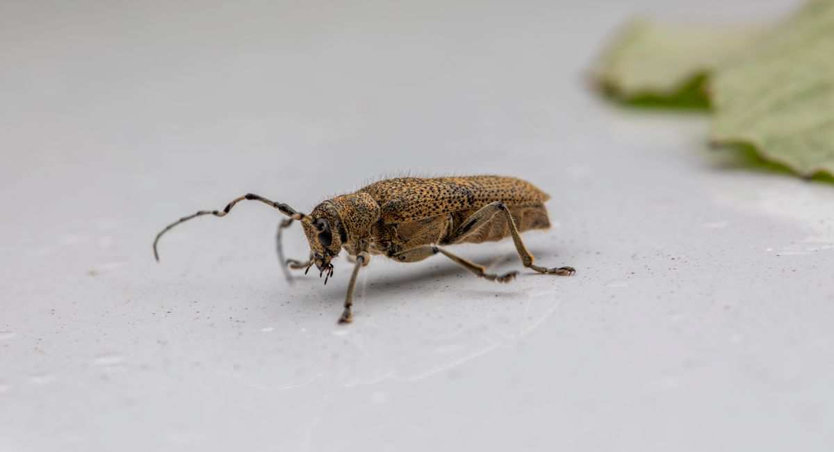 pexels-photo-31500995 Termites dans la maison : reconnaître, agir et protéger durablement votre logement
