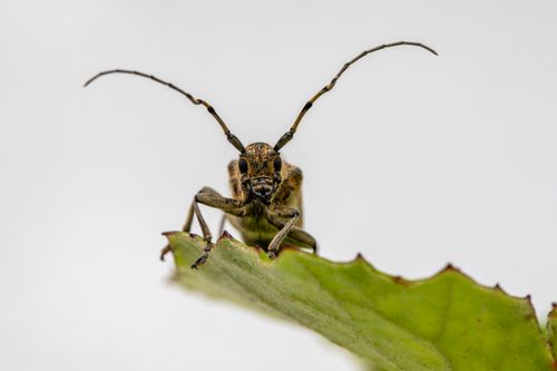 Free Close-up image of a Large Poplar Borer (Saperda carcharias) perched on a green leaf. Stock Photo