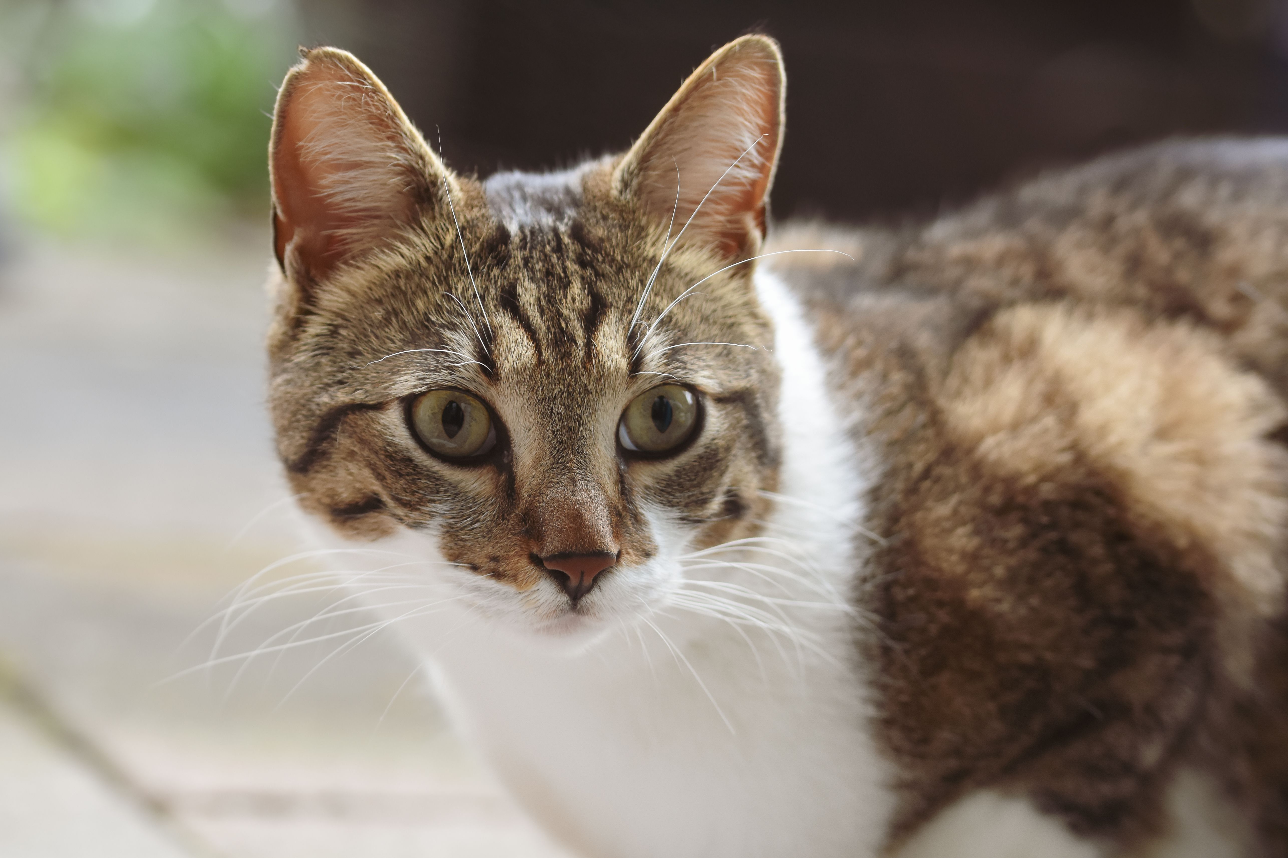 Cute Cat Templates Photos, Download The BEST Free Cute Cat Templates ...