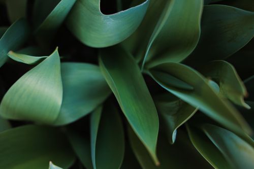 Free Detailed photograph of lush green plant leaves with natural curves and textures. Stock Photo