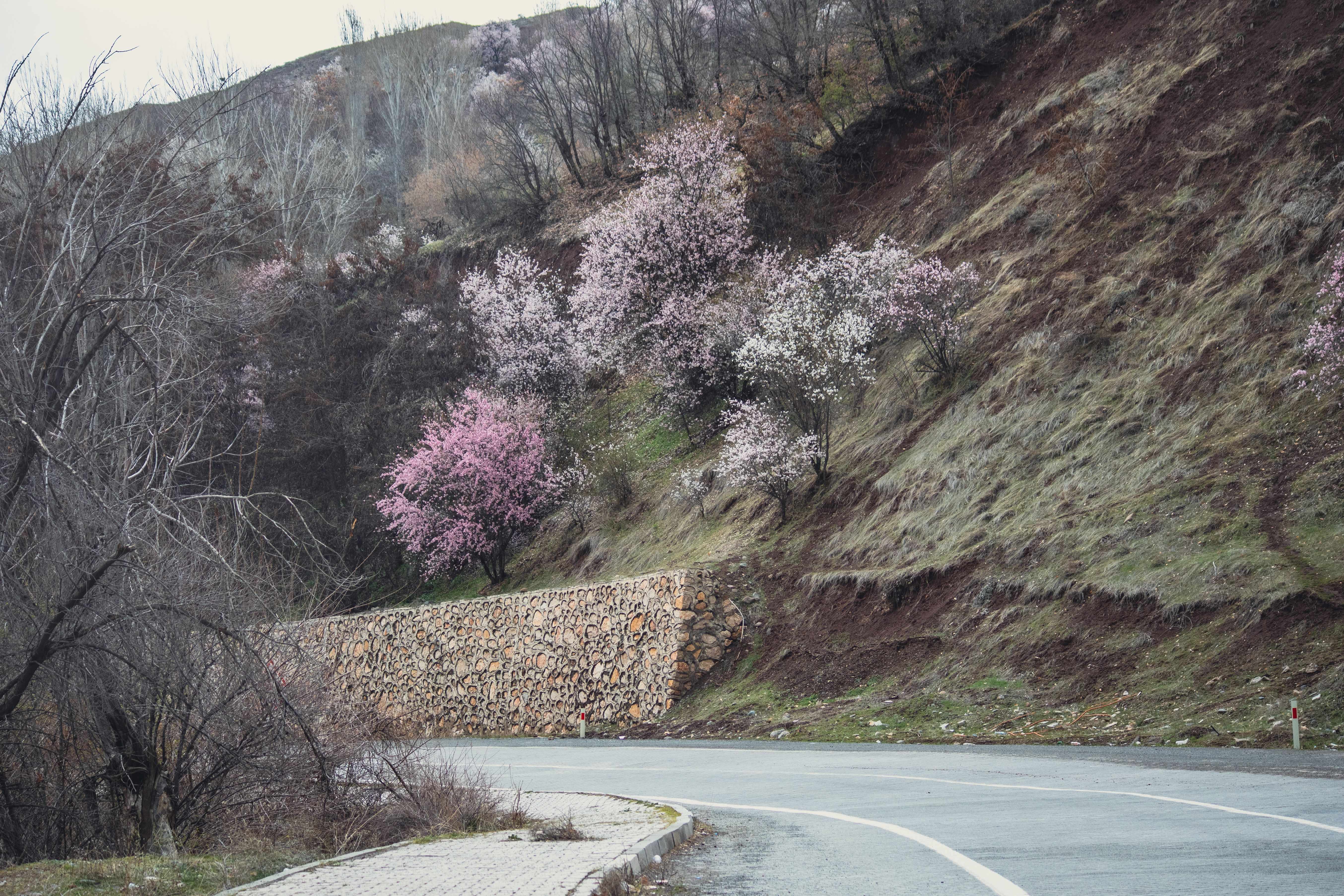 Scenic Spring Road in Palu, Türkiye · Free Stock Photo