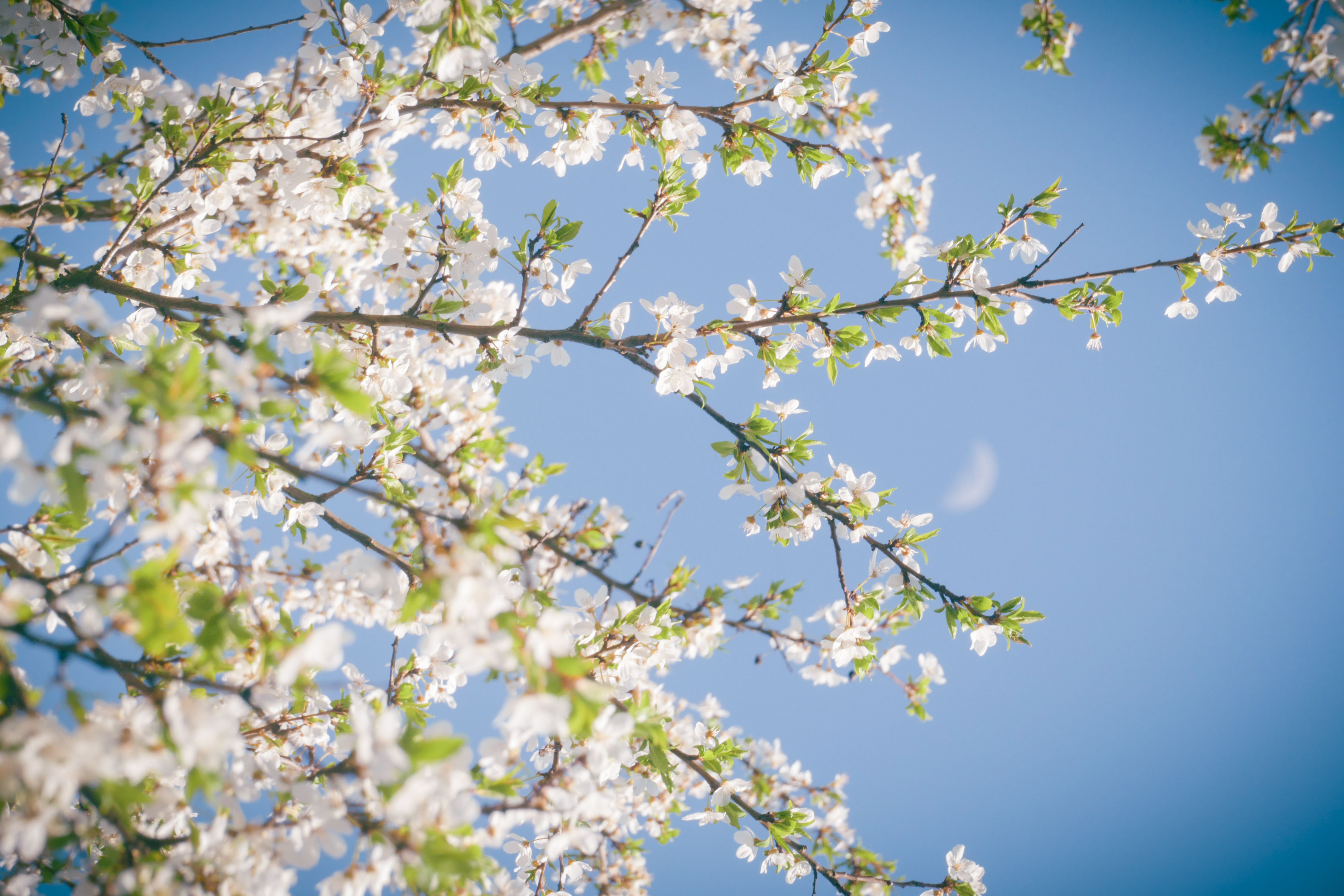 Cherry Blossoms in Full Bloom with Blue Sky · Free Stock Photo