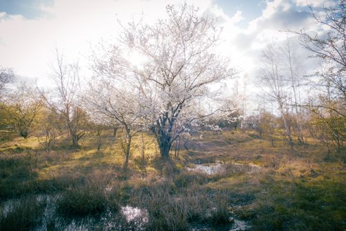 Free Beautiful blossoming tree in a sunlit meadow, surrounded by grass and blue sky. Stock Photo