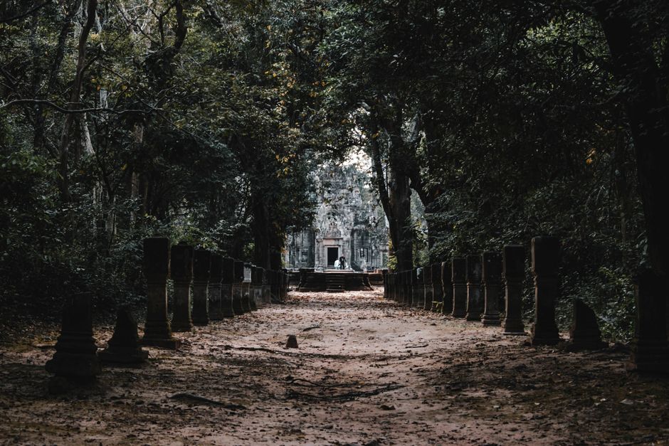 Explore the enchanting, tree-lined path leading to the ancient Ta Prohm Temple in Siem Reap, Cambodia.