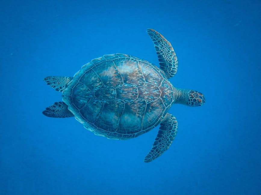 A serene underwater shot of a sea turtle gracefully swimming in a vibrant blue ocean.