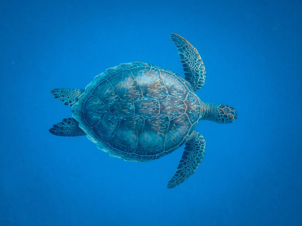 Free Brown Turtle Underwater Stock Photo