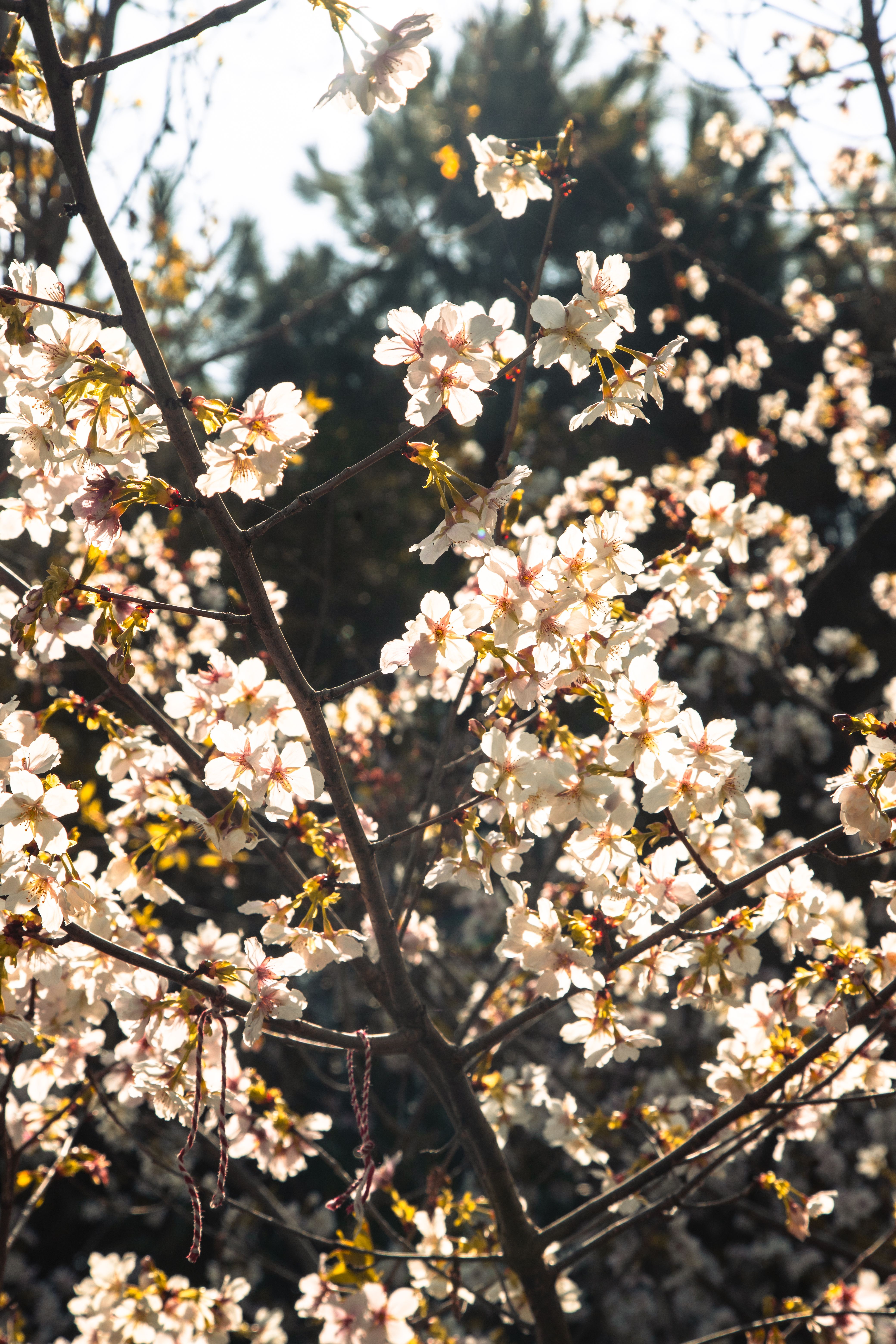 Cherry Blossoms in Sunlit Spring Garden · Free Stock Photo