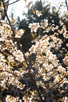 Sunlit cherry blossoms bloom brightly in a serene spring garden.