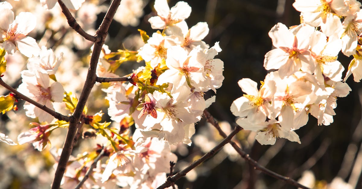 心中山新生活!春遊線形公園電聯車變形機器人首賣