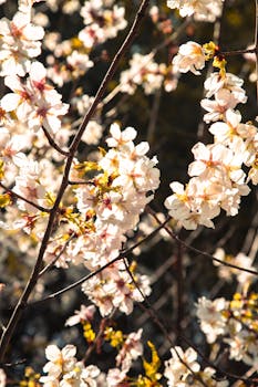 Beautiful cherry blossoms in full bloom during spring, capturing nature's vibrant essence.