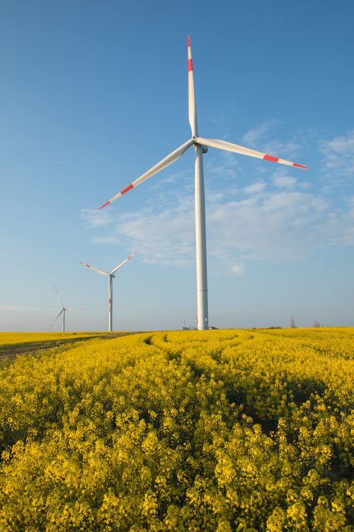 Free Vibrant canola field with wind turbines under a bright blue sky, representing sustainable energy and agriculture. Stock Photo
