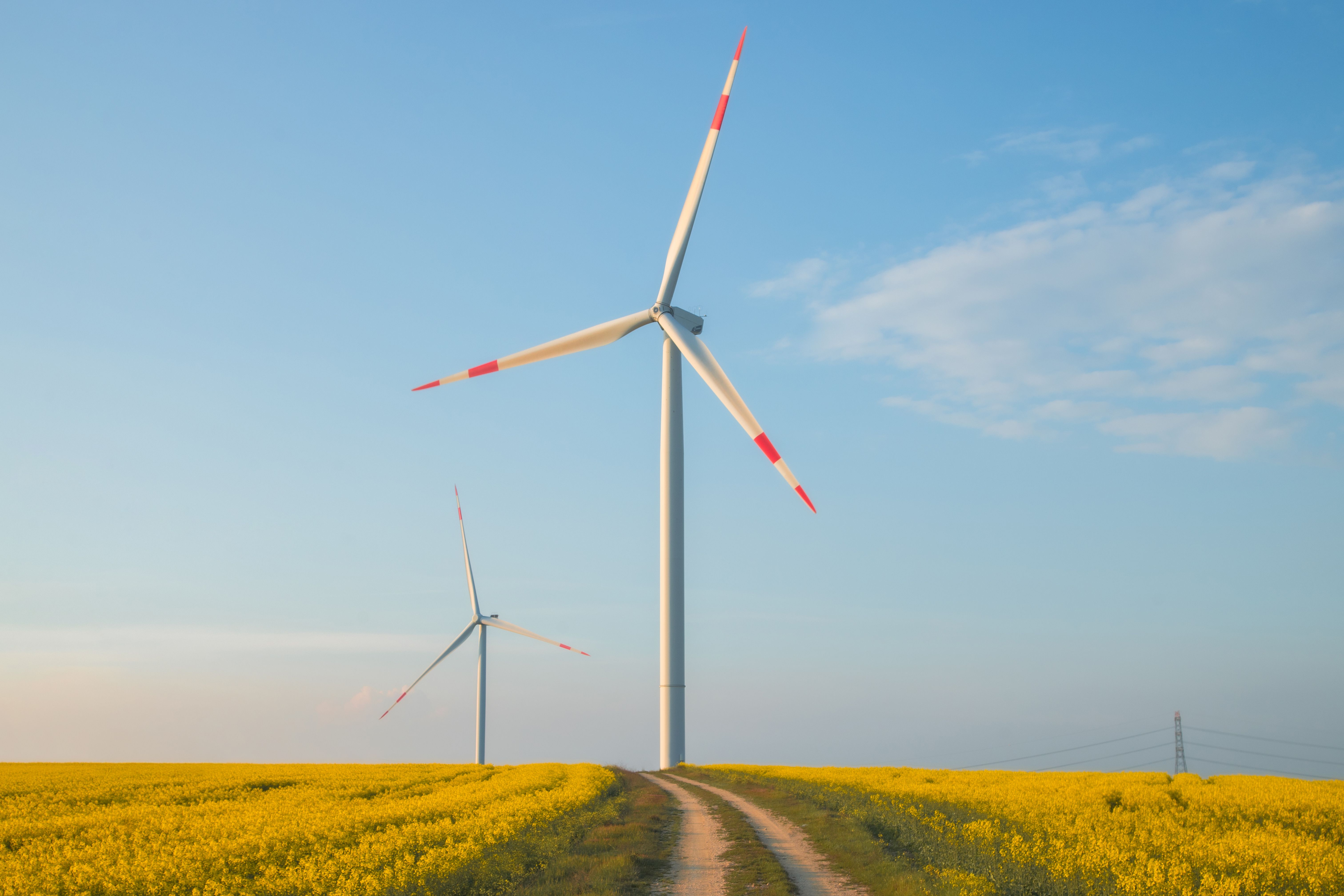 Wind Turbines in Yellow Canola Field at Sunset · Free Stock Photo