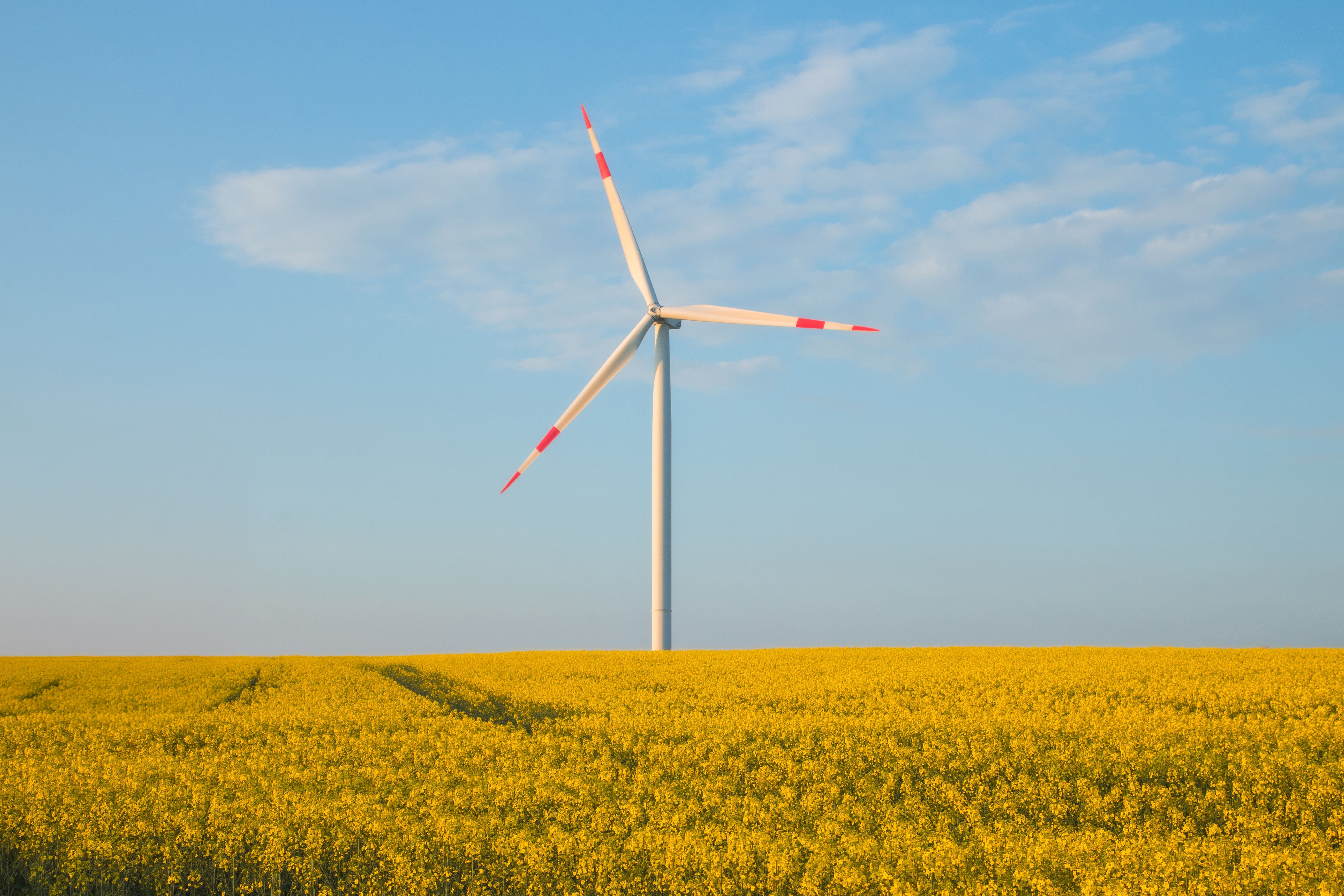 Wind Turbine Over Yellow Canola Field · Free Stock Photo