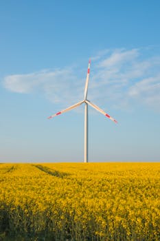 A wind turbine stands tall in a bright yellow canola field under a clear blue sky.