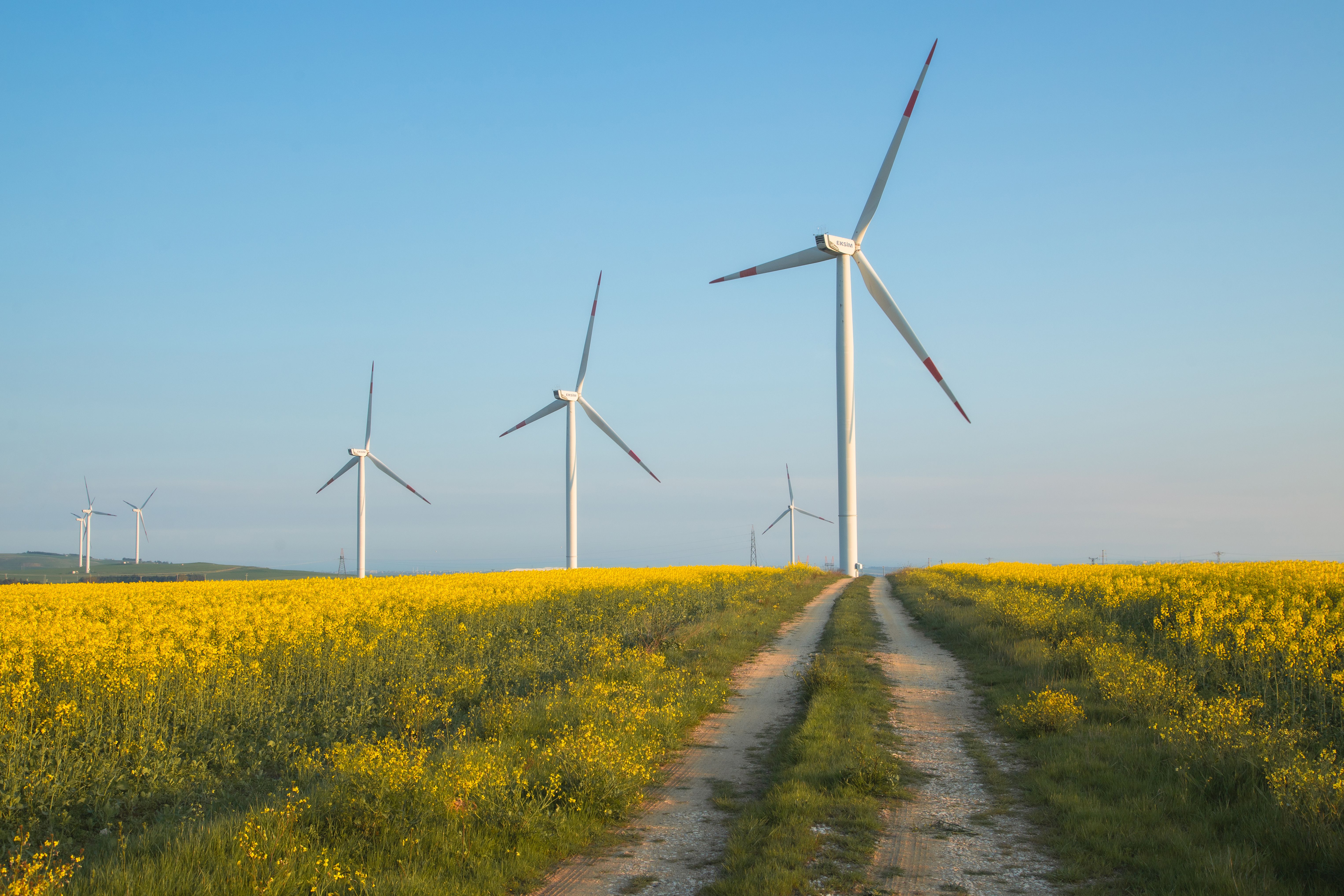 Wind Turbines in Yellow Canola Field at Sunrise · Free Stock Photo