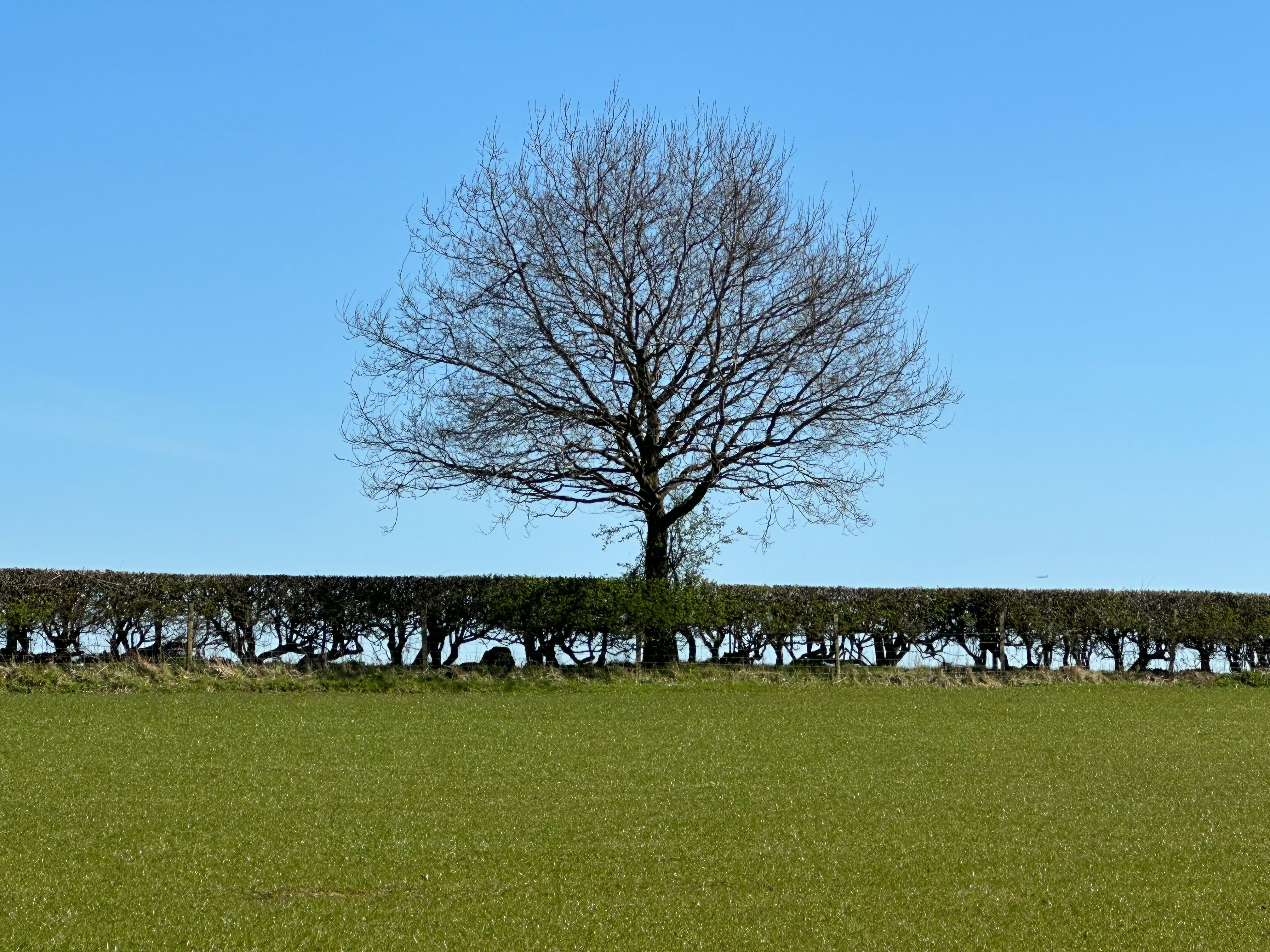 Solitary tree in a green meadow landscape · Free Stock Photo