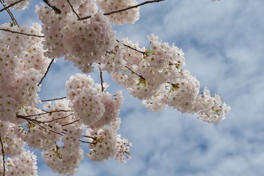Beautiful cherry blossoms in full bloom with a bright blue sky backdrop, symbolizing spring's arrival.