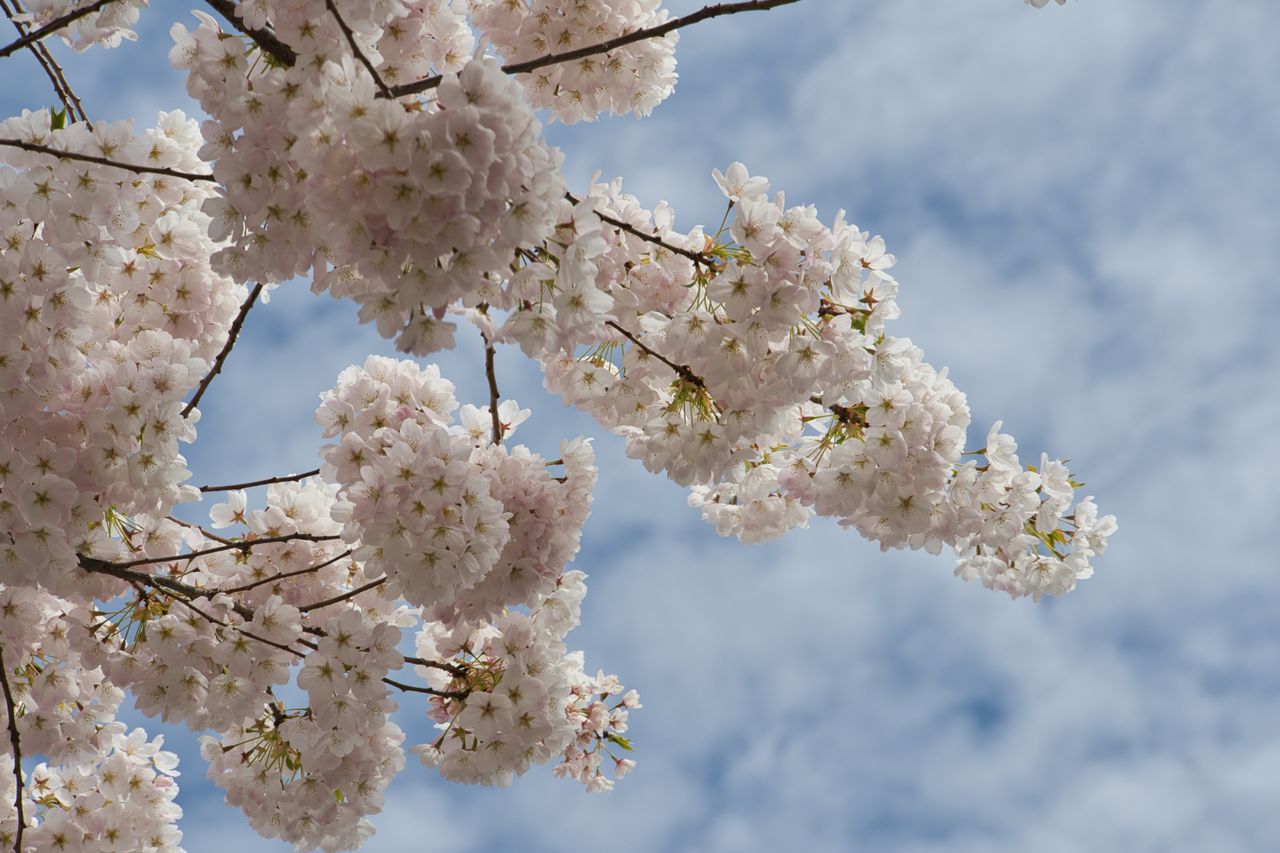 beautiful cherry blossoms in full bloom with a bright blue sky backdro