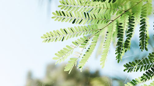 Plante à Feuilles Vertes