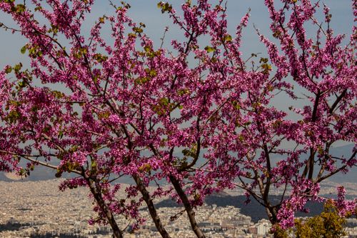 Free Pink blossoms in full bloom with a cityscape background, capturing spring's vivid contrast. Stock Photo