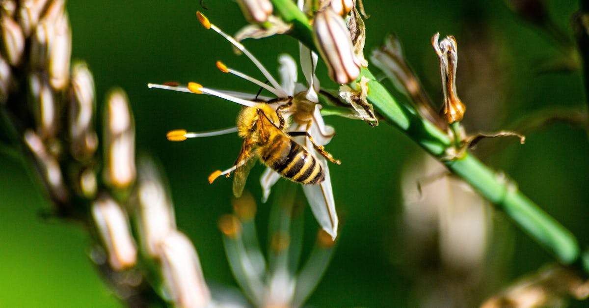 田尾鄉康乃馨減產 農會呼籲消費者提前訂購