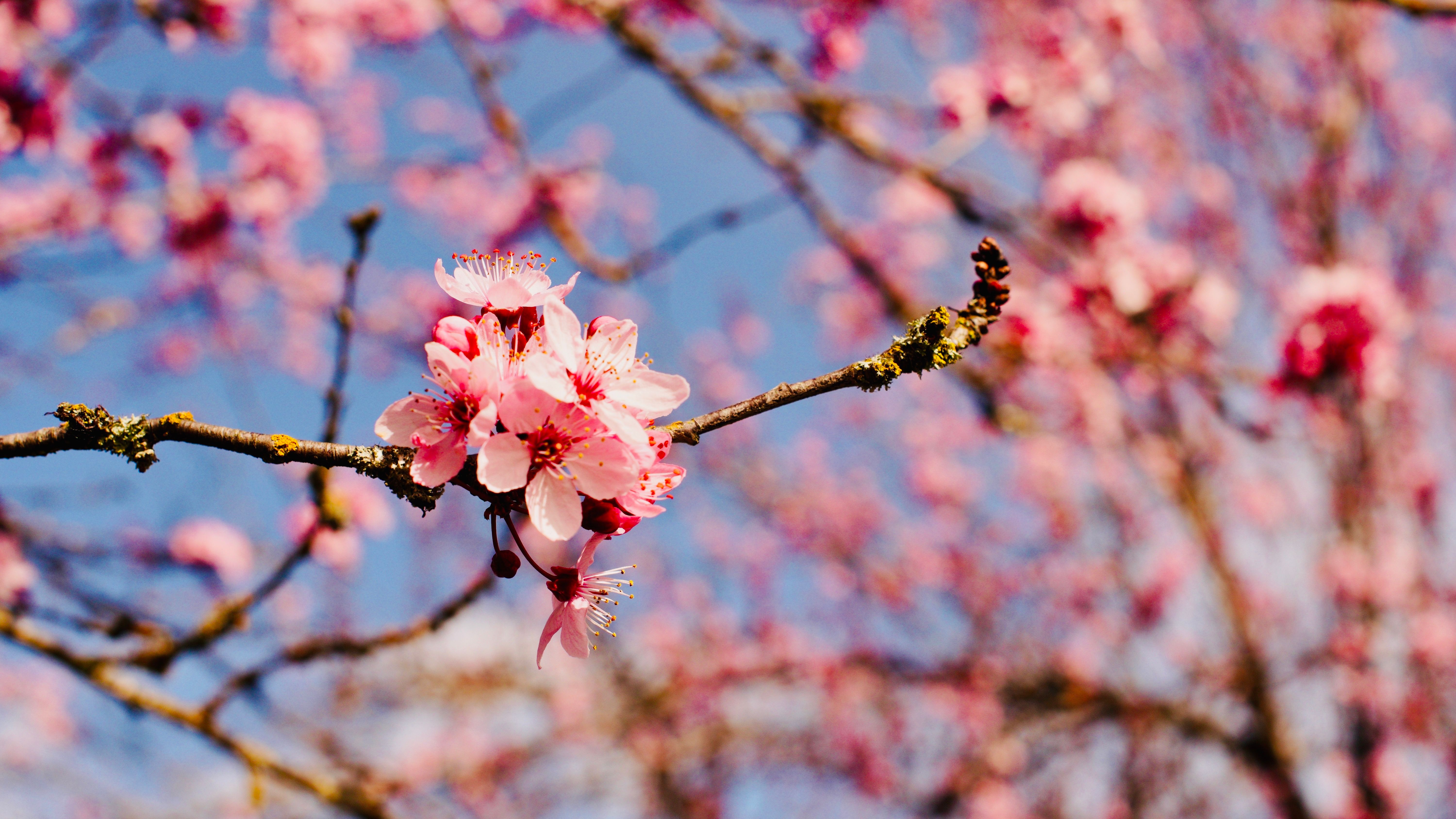 Beautiful Cherry Blossom Against Blue Sky · Free Stock Photo