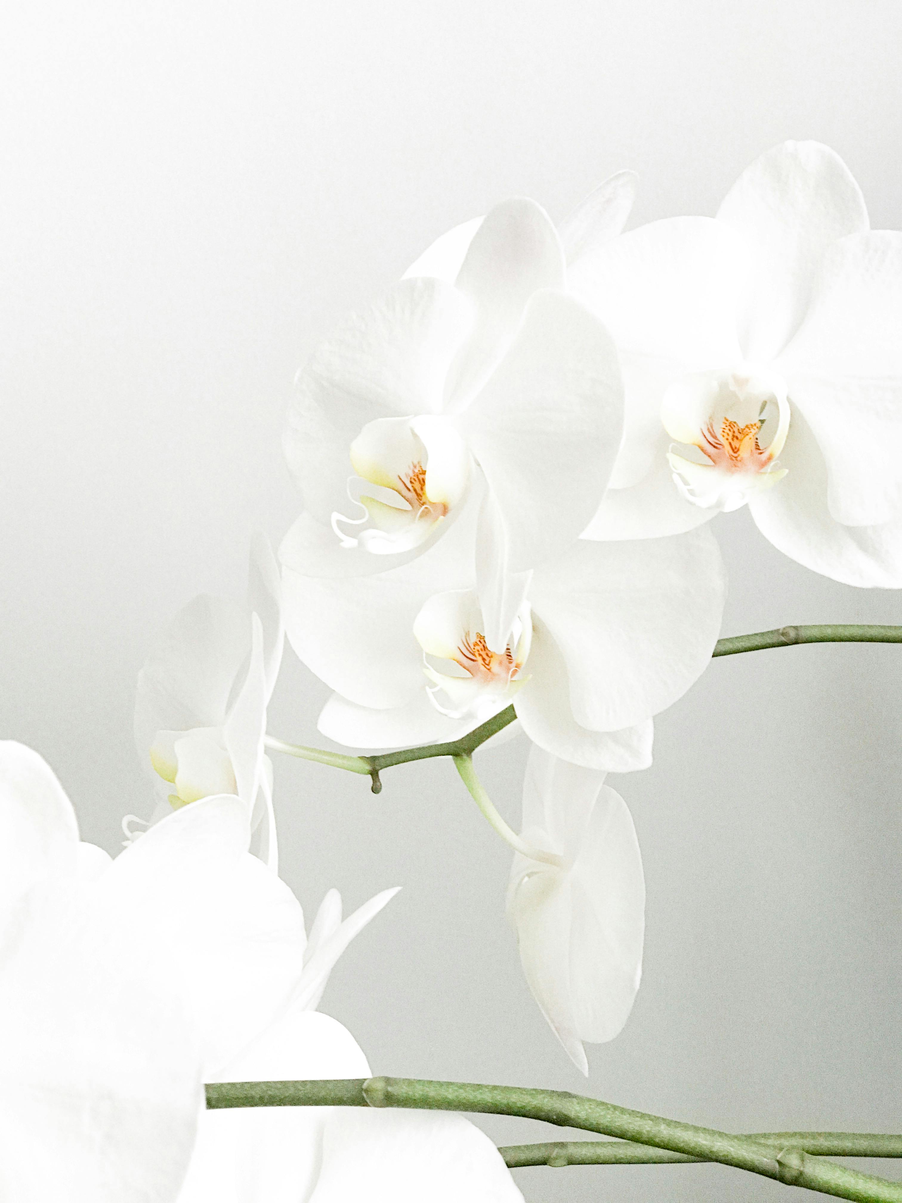 Simple, elegant white orchids captured in a minimalist style on a muted background.