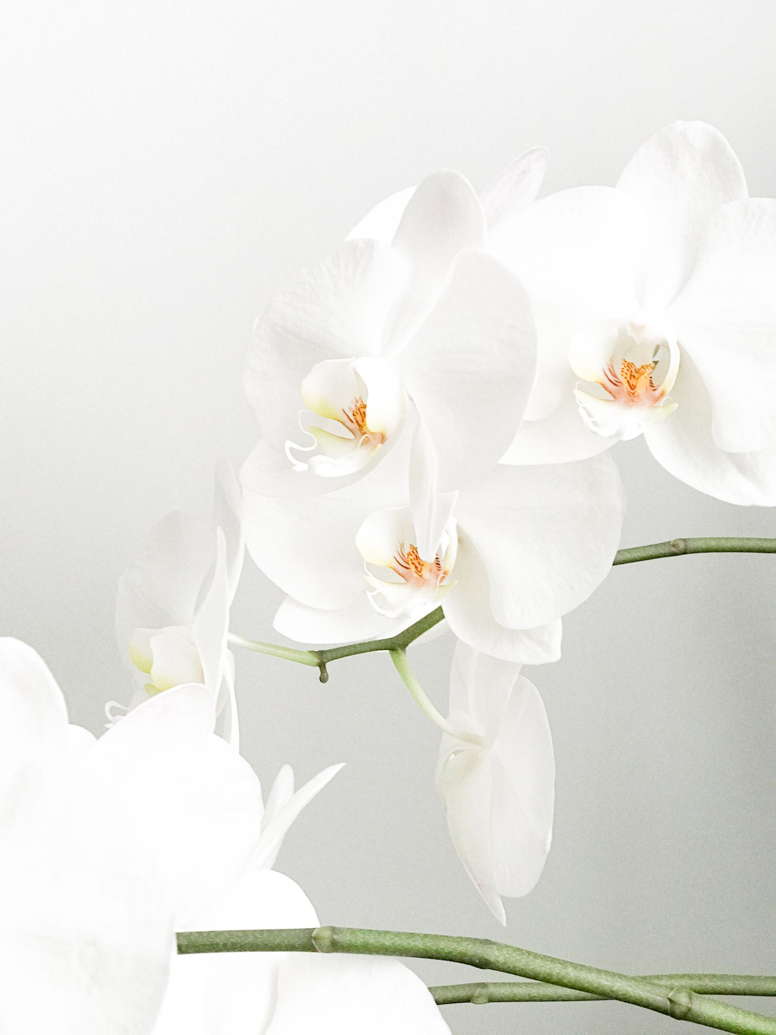 Doje Clinic Seoul in Apgujeong and Cheongdam