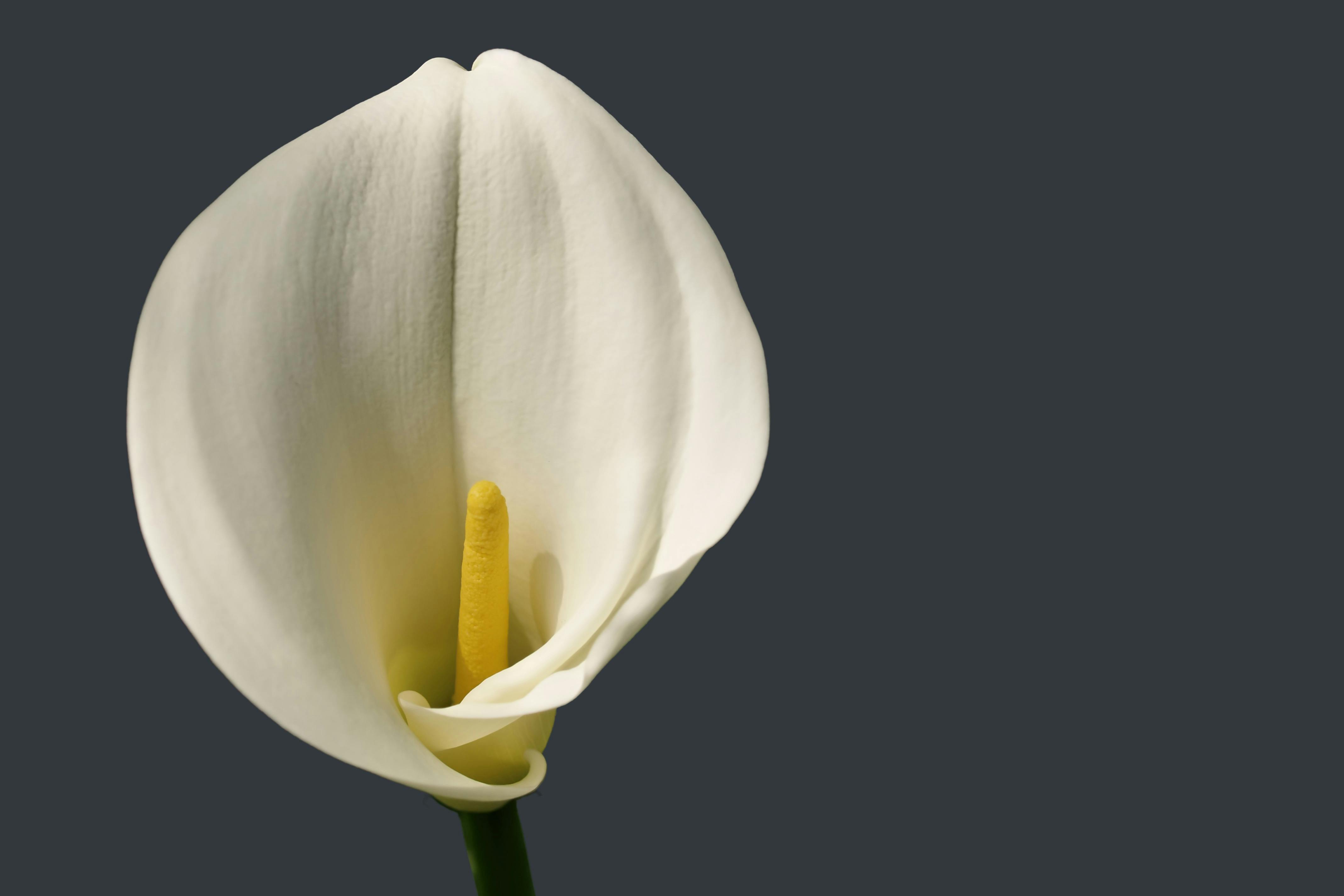 ブルームカーラ 白い花 花の無料の写真素材