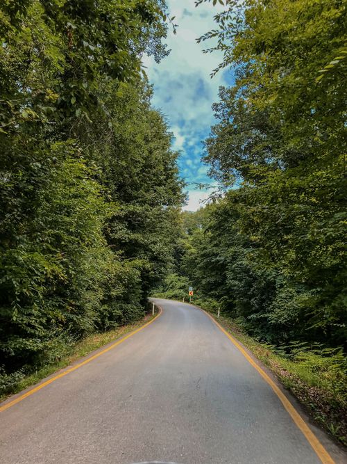 Free A winding forest road surrounded by dense green trees under a bright blue sky. Stock Photo