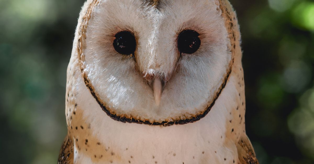 Majestic Barn Owl Perched In Natural Habitat Free Stock Photo majestic-barn-owl-perched-in-natural-habitat-free-stock-photo