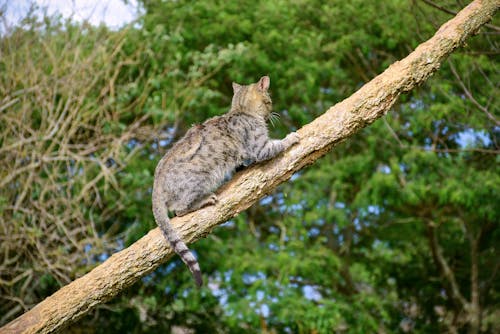 Brown Tabby Cat on Brown Tree Branch