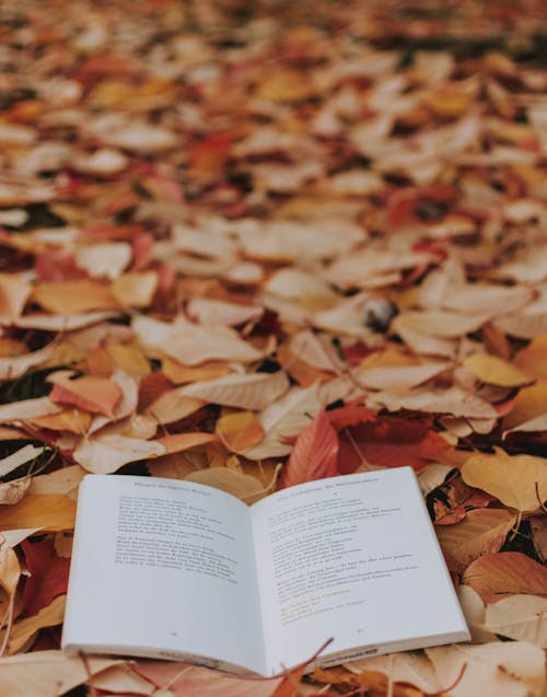 Free Book on Brown Leaves Stock Photo