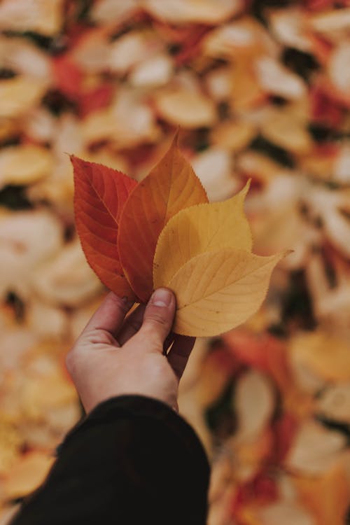 Free Four Orange and Yellow Leaves Stock Photo