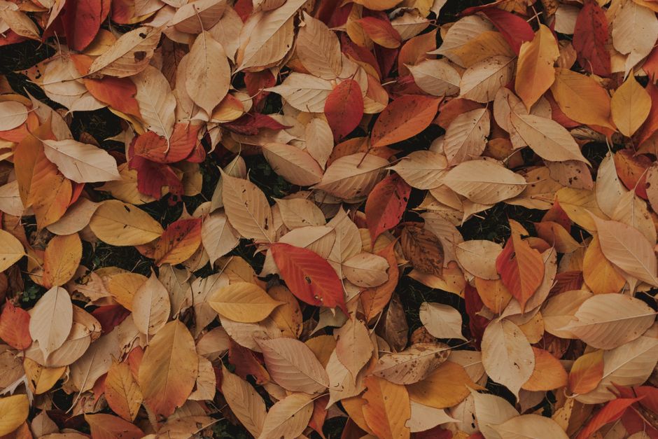 A beautiful close-up of colorful autumn leaves, creating a textured fall background.