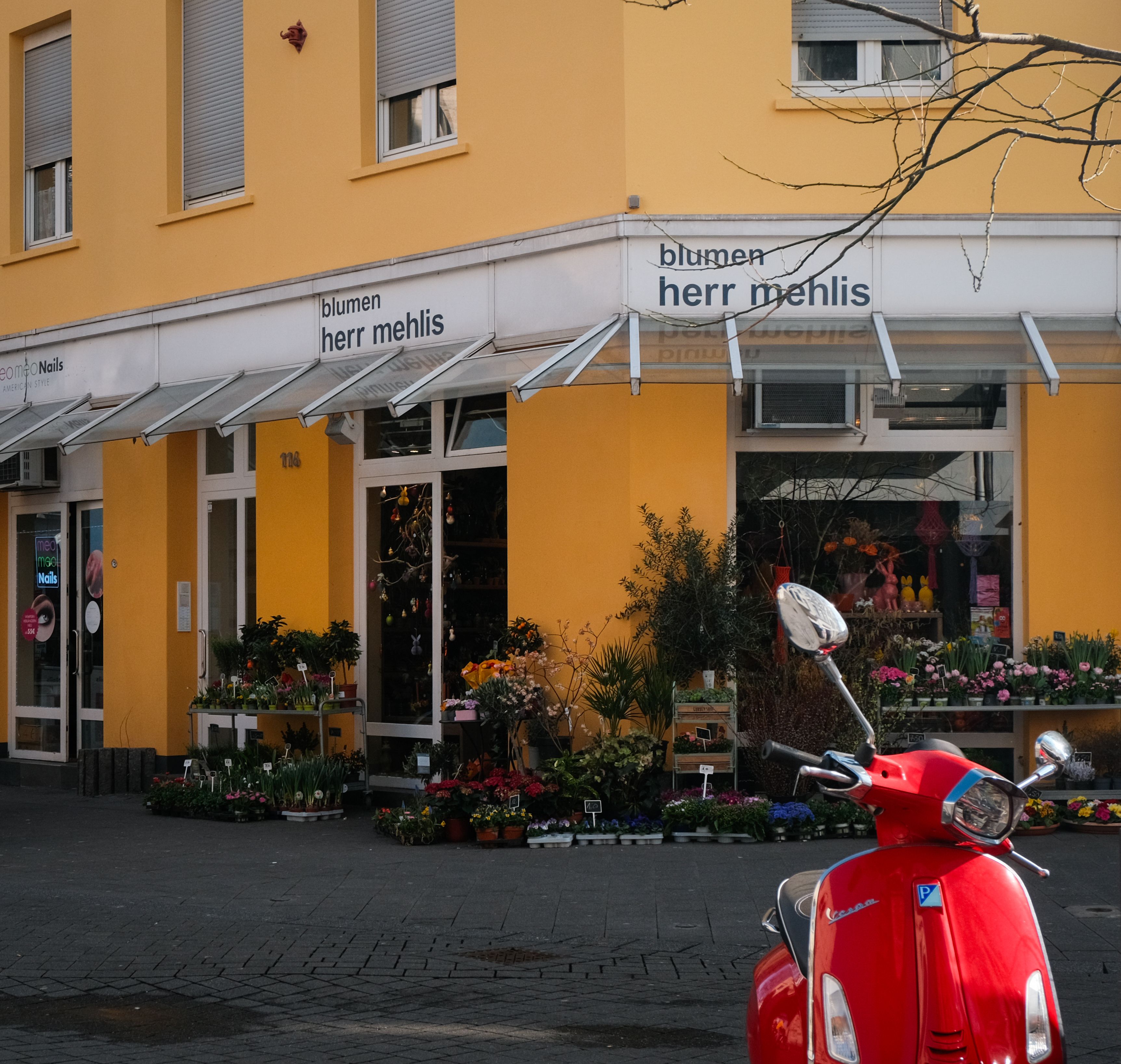 Petunien im Topf 3er Set — Empfehlung für Bunte Blüten für mehr Farbe