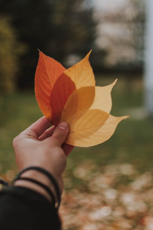 Free Person Holding Leaves Stock Photo