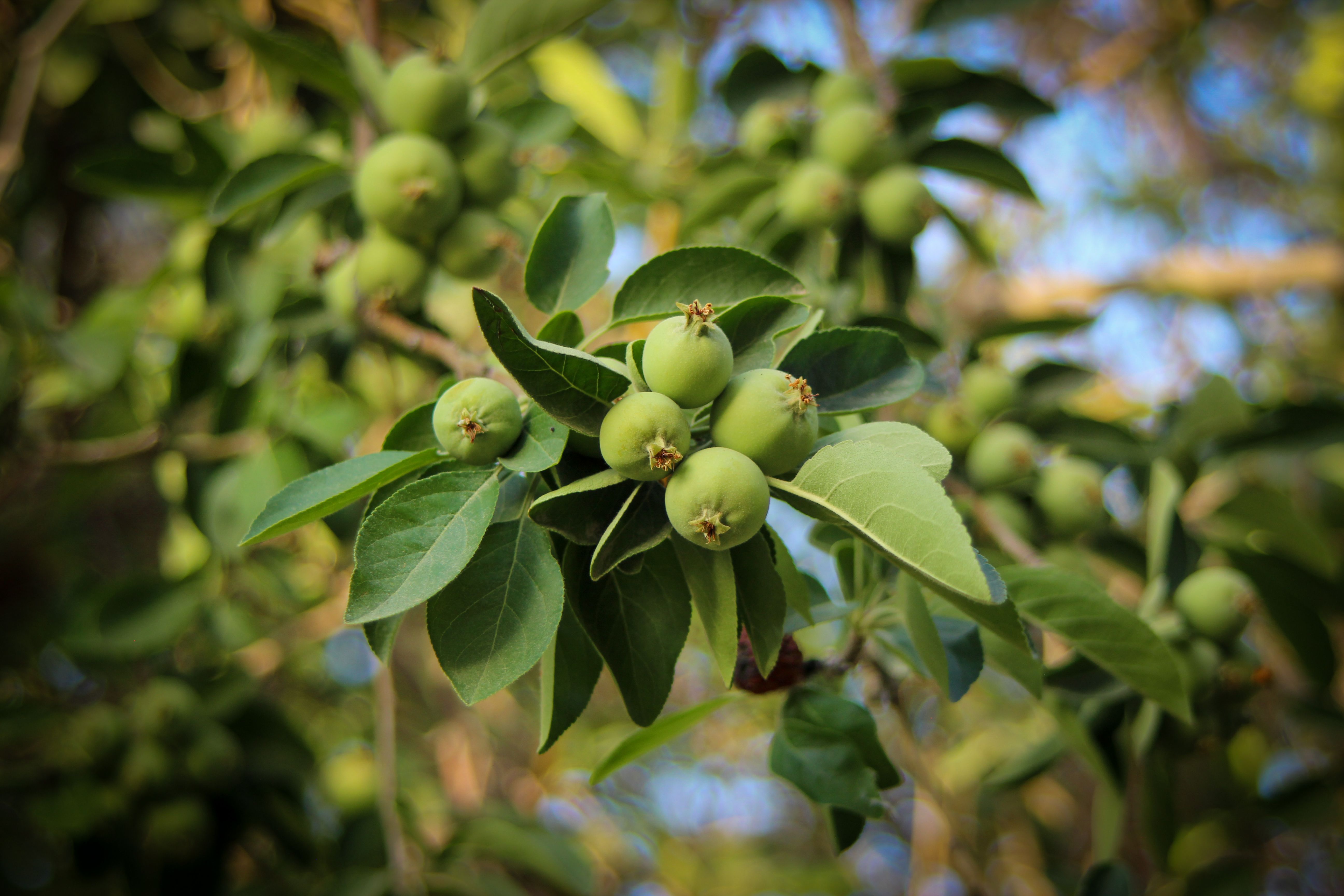 Close-up of Unripe Apples on a Tree Branch · Free Stock Photo