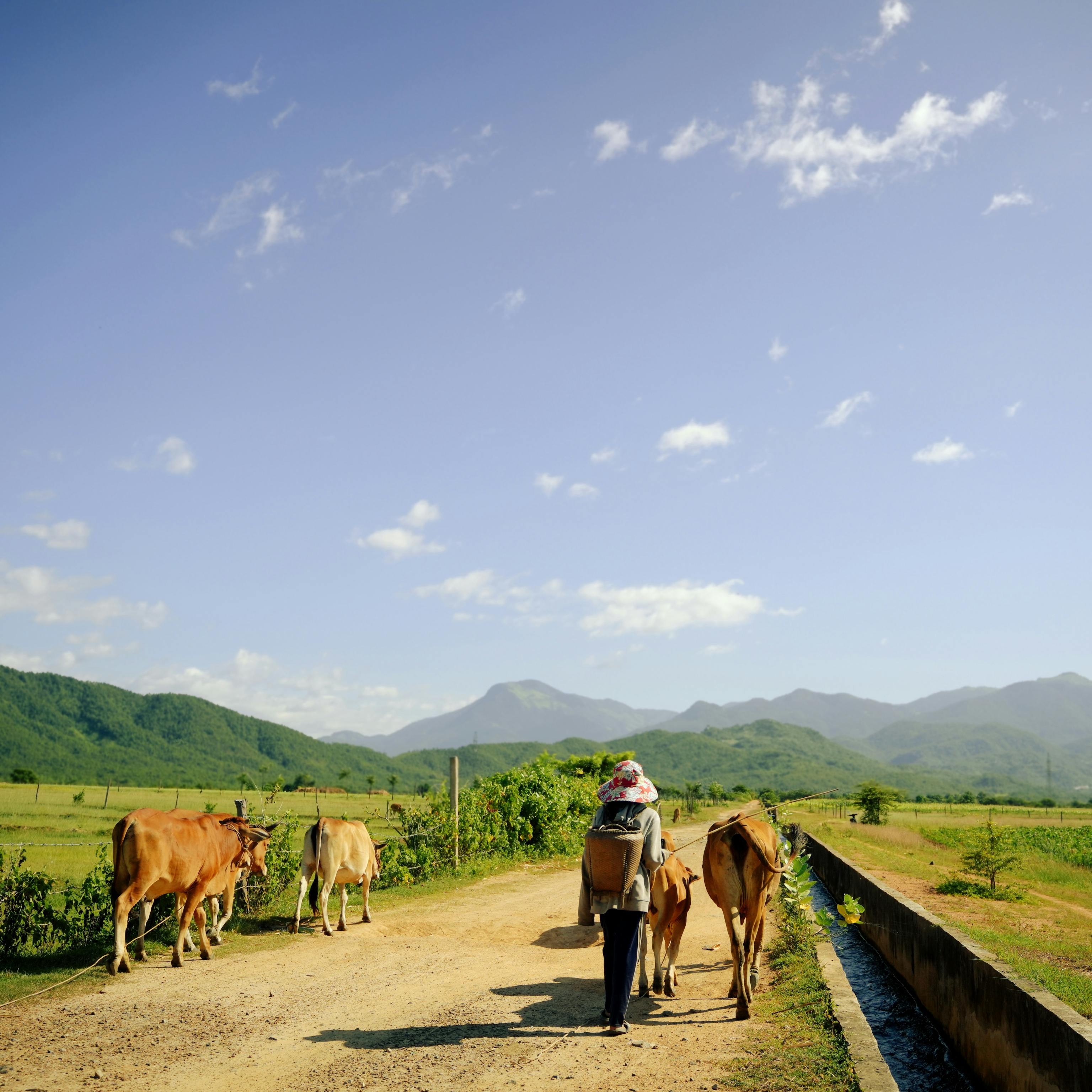 A rural farmer guiding cows on a countryside dirt road with mountains in the background.
