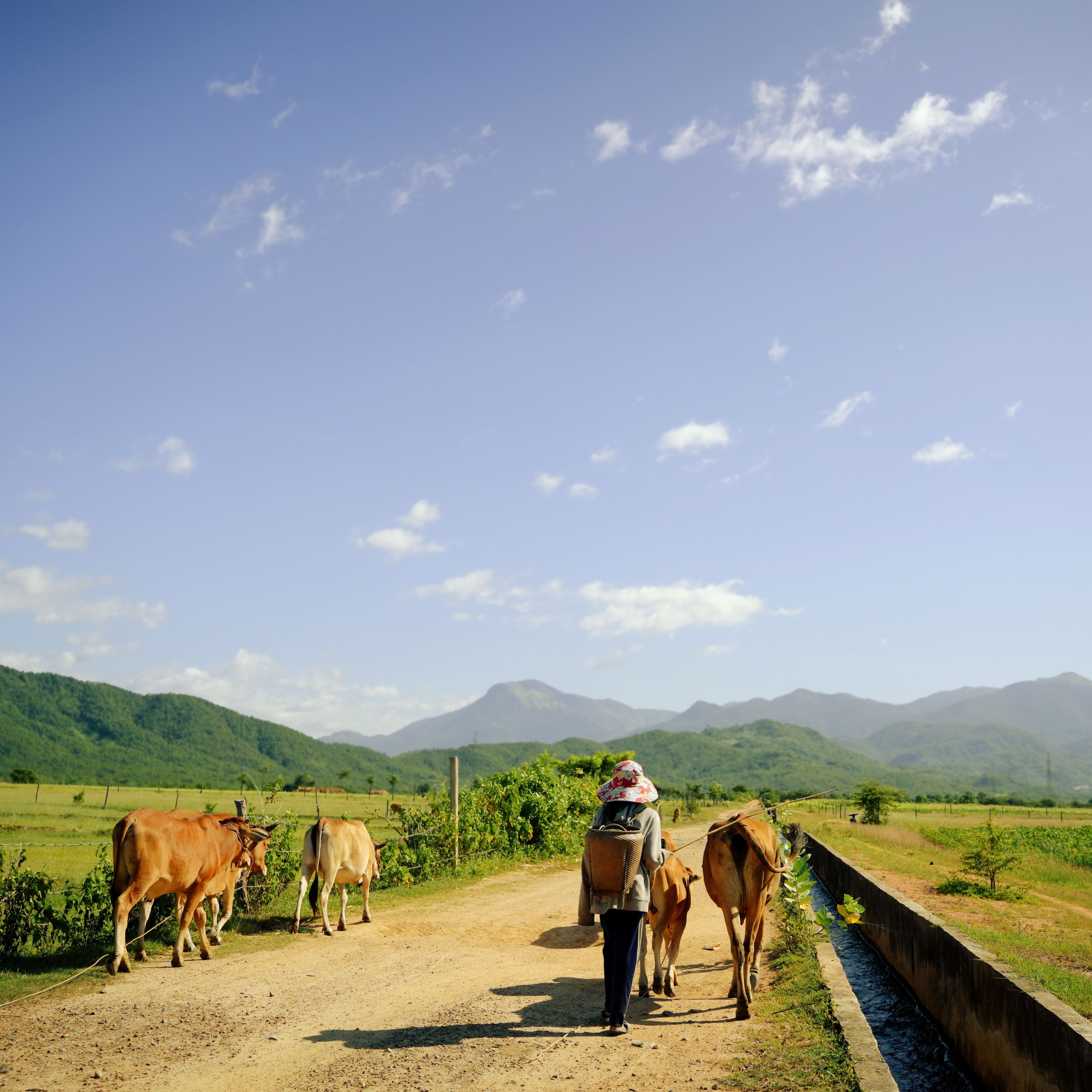 Rural Farmer Walking Cows on Dirt Pathway · Free Stock Photo