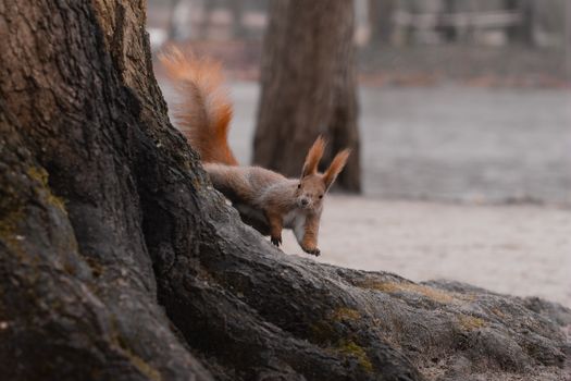 A lively squirrel leaping near tree trunks in a forest setting, showcasing nature's agility.