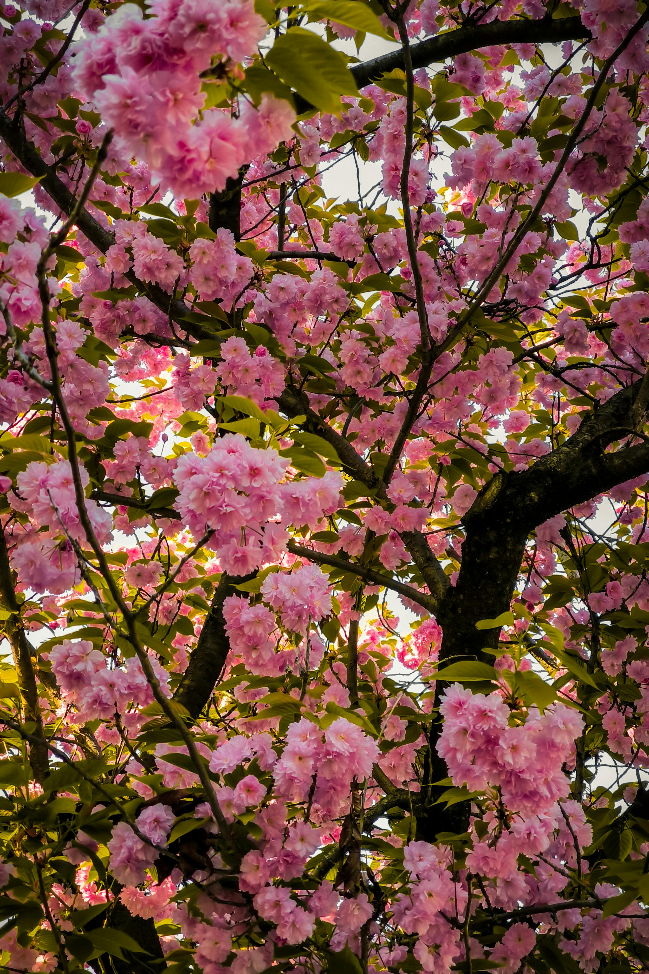 Beautiful cherry blossom tree with vibrant pink flowers in Italy, capturing the essence of spring.