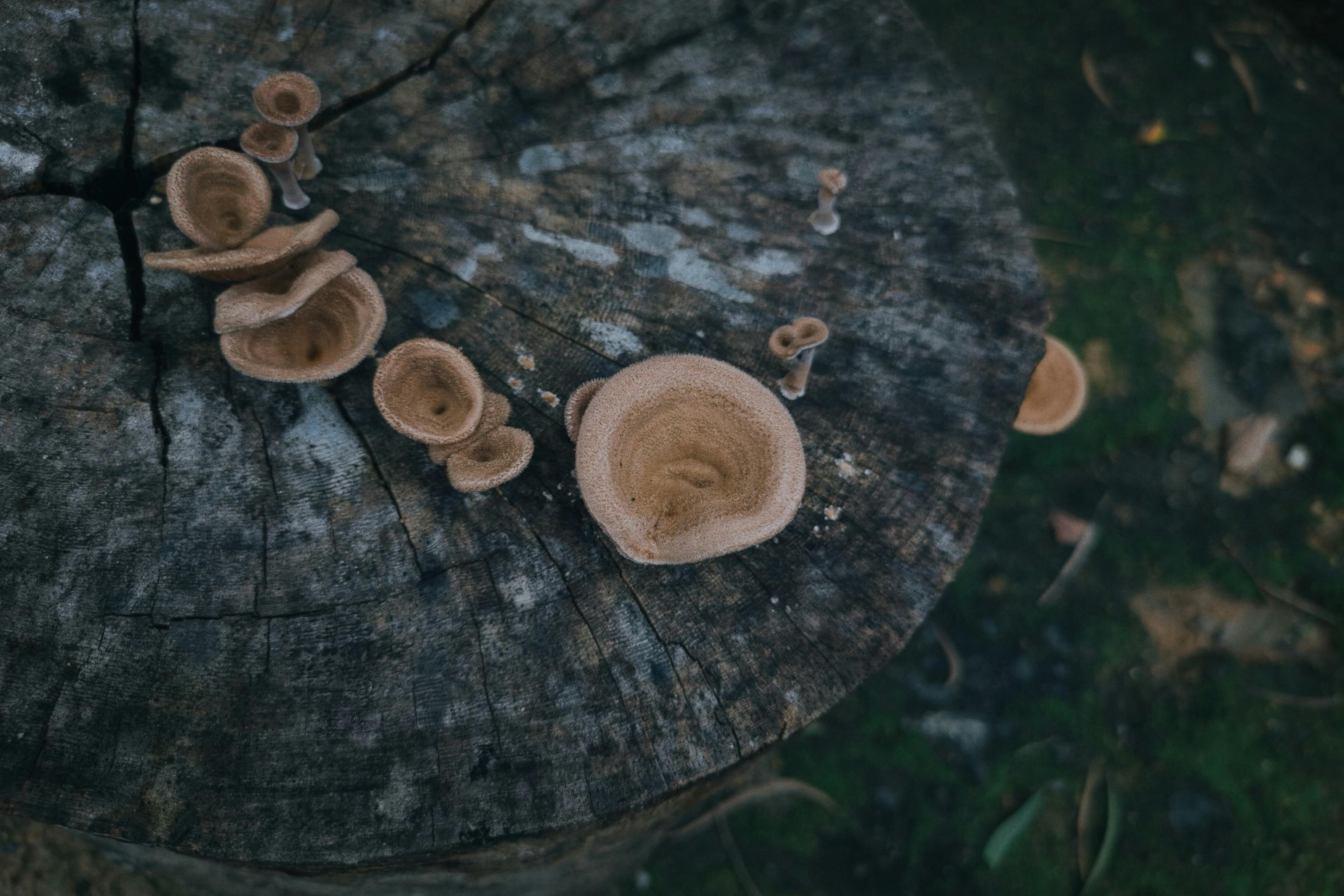 Close-up of ear-shaped fungi growing on a tree stump in a forest setting.
