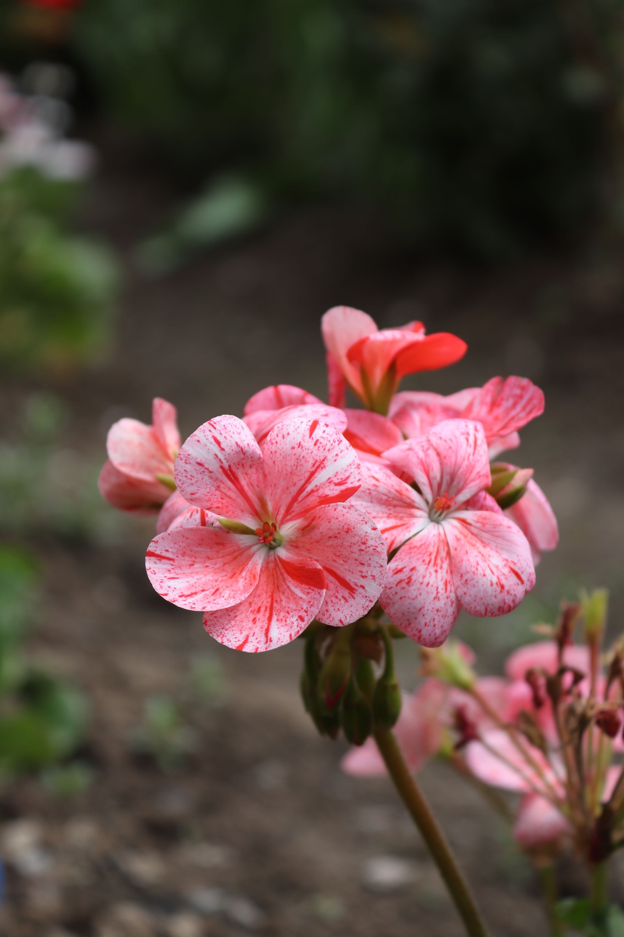 Flores De Geranio De Color Rosa Vibrante En Flor · Foto de stock gratuita
