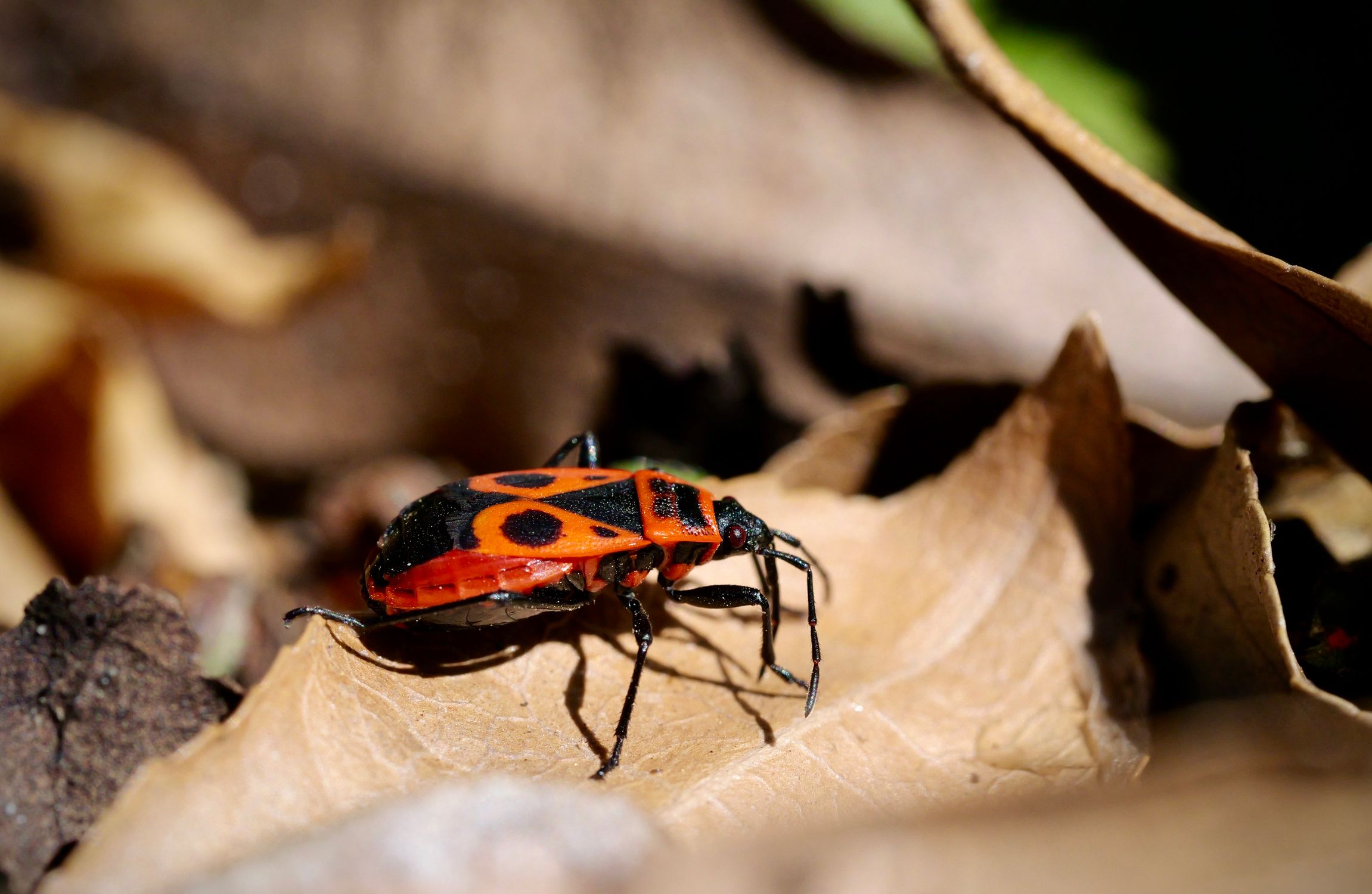 Firebug Pattern Close-up of a Firebug on a Dry Leaf in Nature · Free Stock Photo