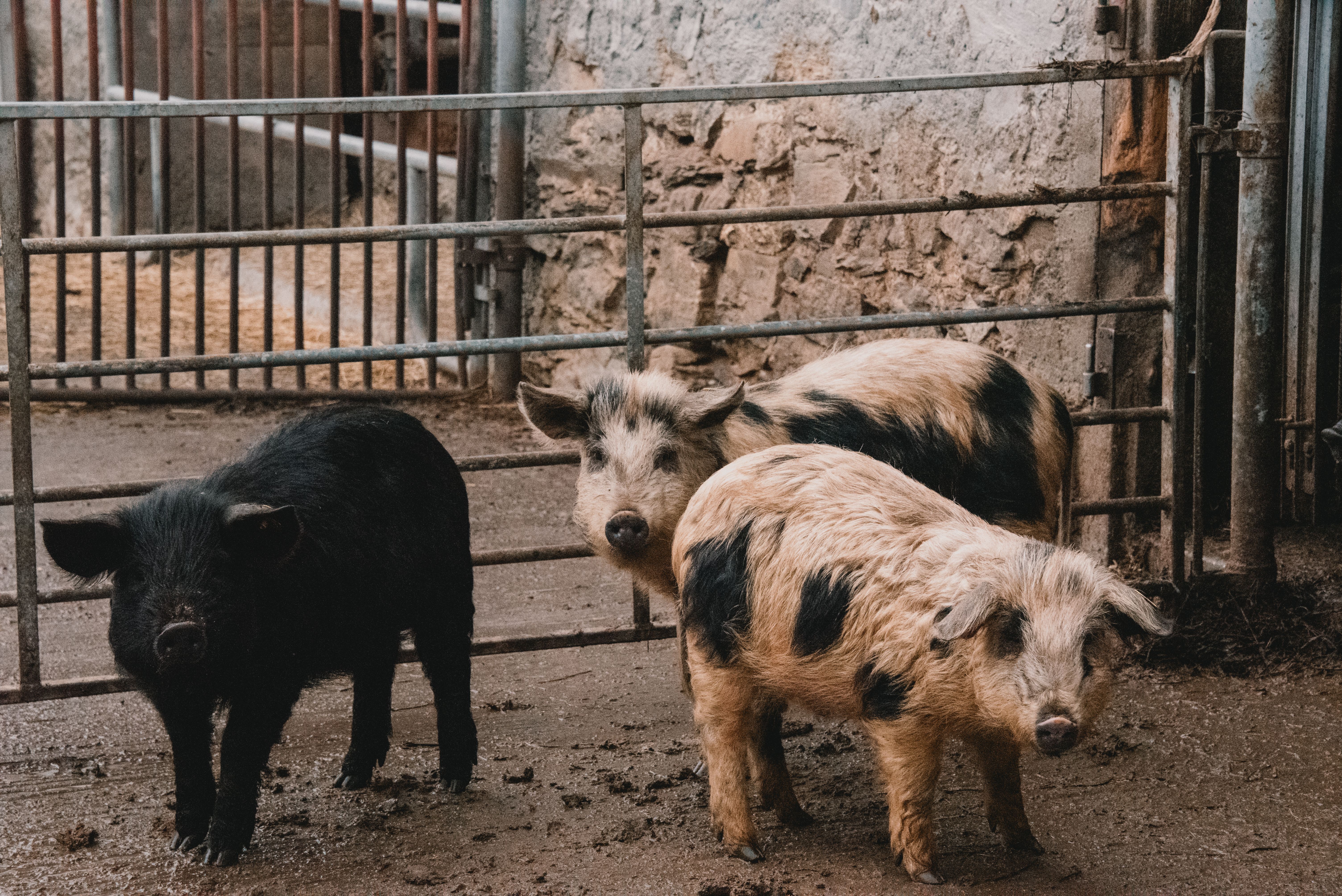 Controlling wild pigs can work if it's a group effort