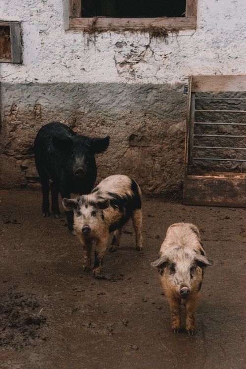 Free Three pigs stand in a rustic farmyard in Wolfenschiessen, Schweiz. Rustic rural setting. Stock Photo